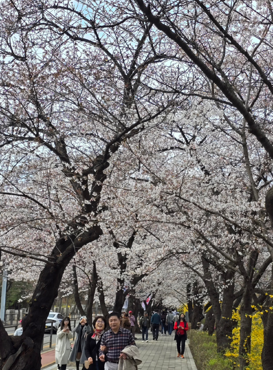 벚꽃2.jpg