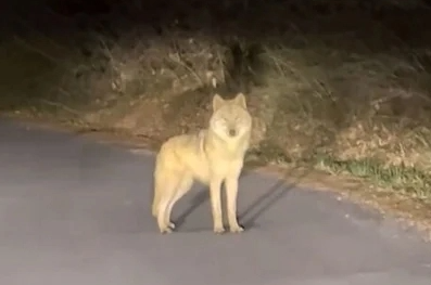늑구.png