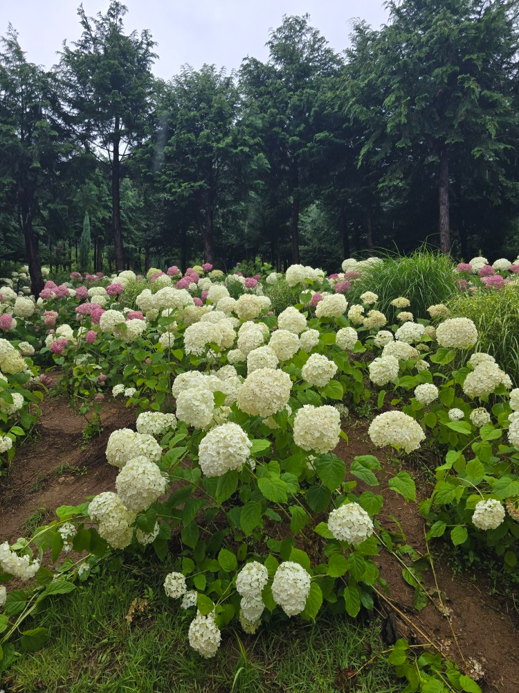 수국.jpg