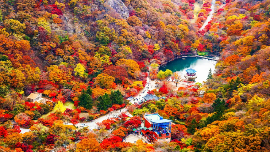 내장산단풍.png