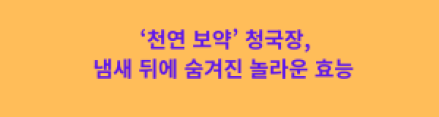 ‘천연 보약’ 청국장, 냄새 뒤에 숨겨진 놀라운 효능