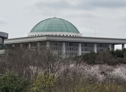 "봄이 너무 빨리 왔나?"… 작년보다 10일 일찍 만개한 여의도 벚꽃