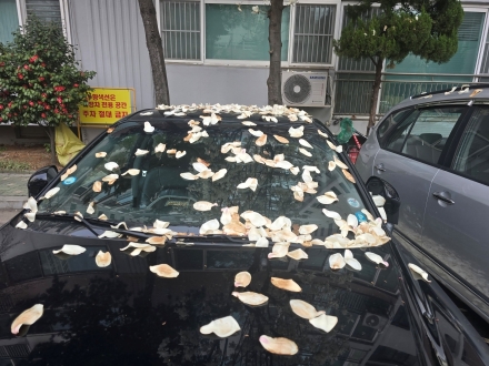 화무십일홍(花無十日紅)