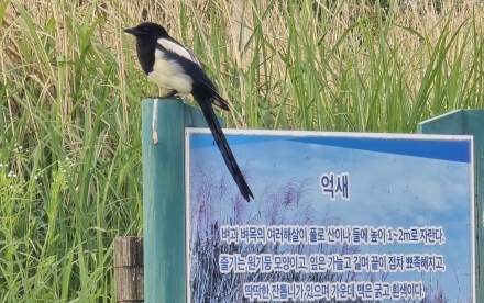 내가 찐새