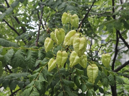 염주알