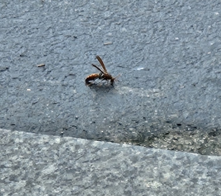 생사전선