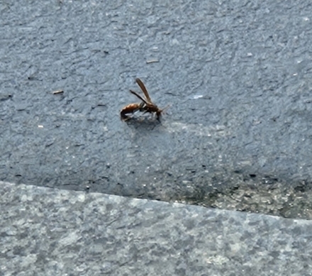 생사전선