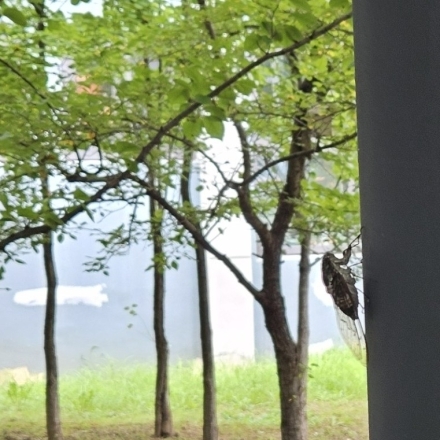 엉거주춤