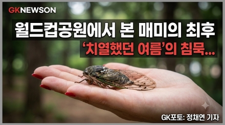 월드컵공원에서 본 매미의 최후… "치열했던 여름을 뒤로하고"